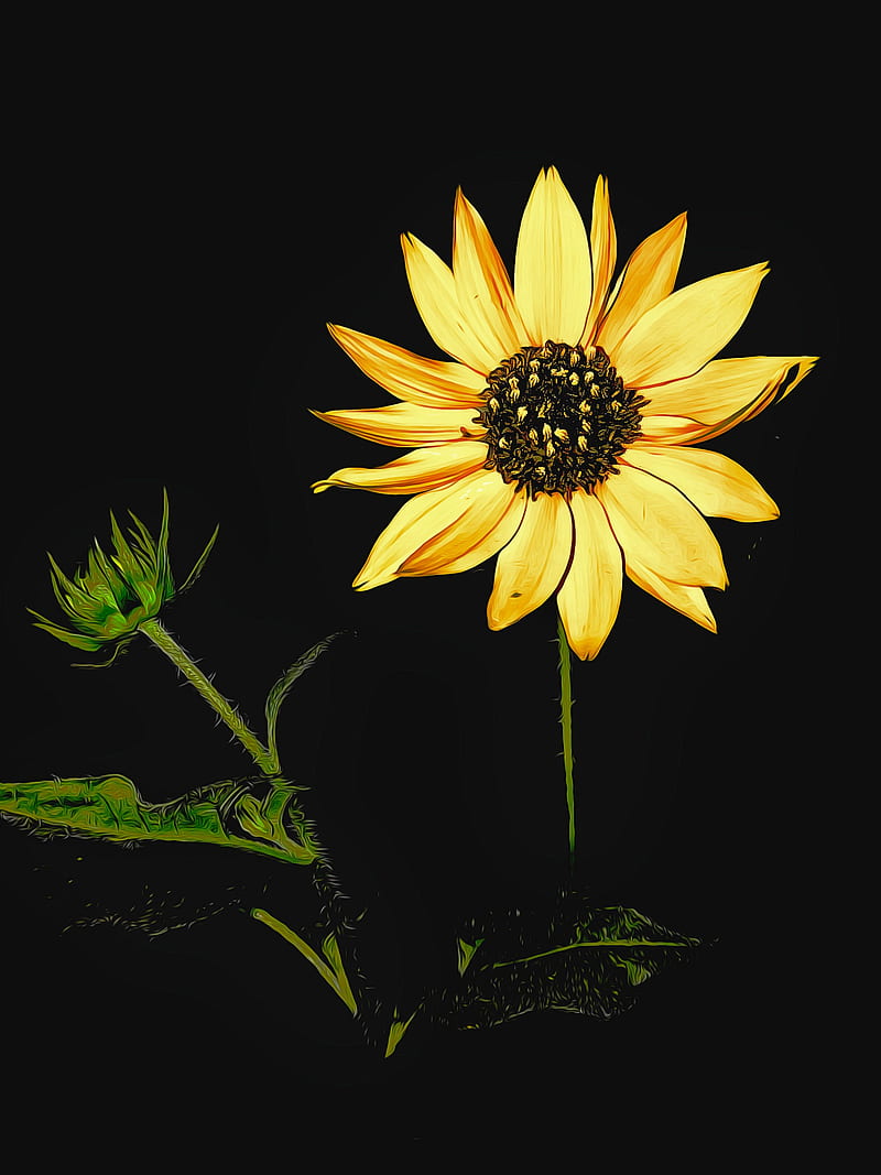 The Sunflower, black, dark, flower, yellow, HD phone wallpaper