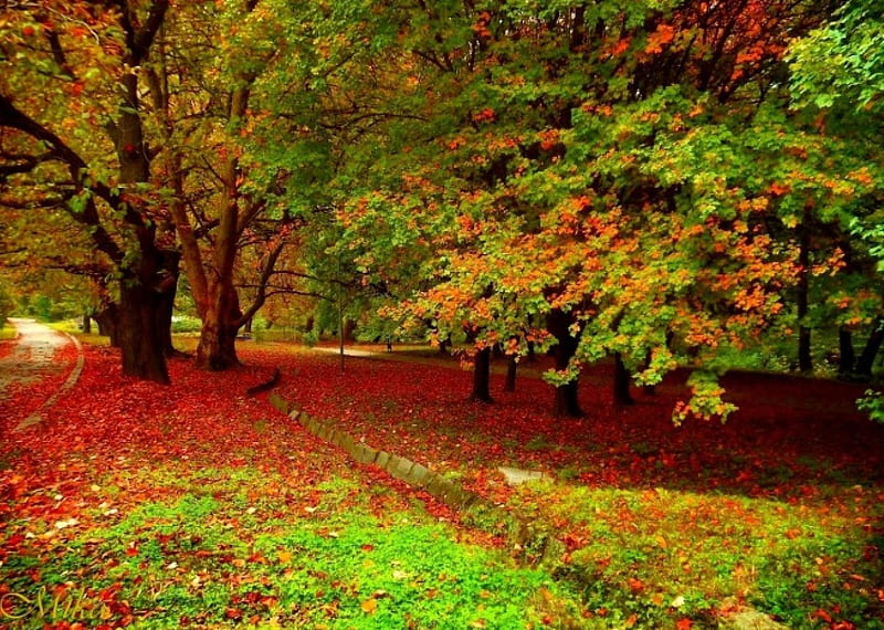Beautiful Autumn, autumn, nature, trees, golden, HD wallpaper | Peakpx