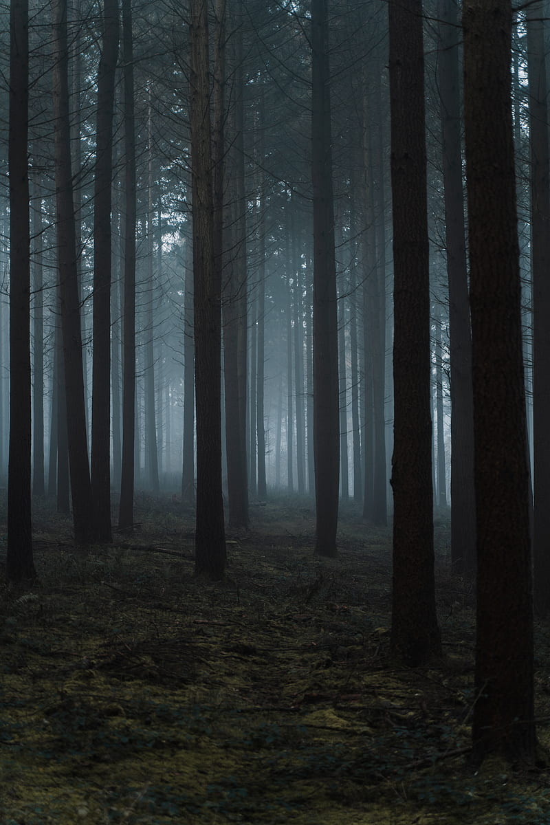 Mysterious scenery of tall trees growing in grassy forest in dark misty day, HD phone wallpaper