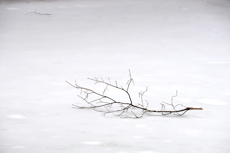 withered tree branch on snow, HD wallpaper