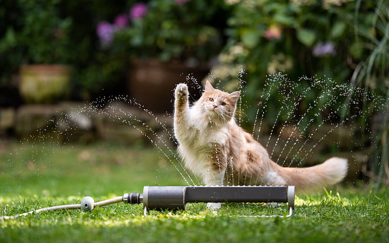 Cat, animal, sprinkler, play, HD wallpaper