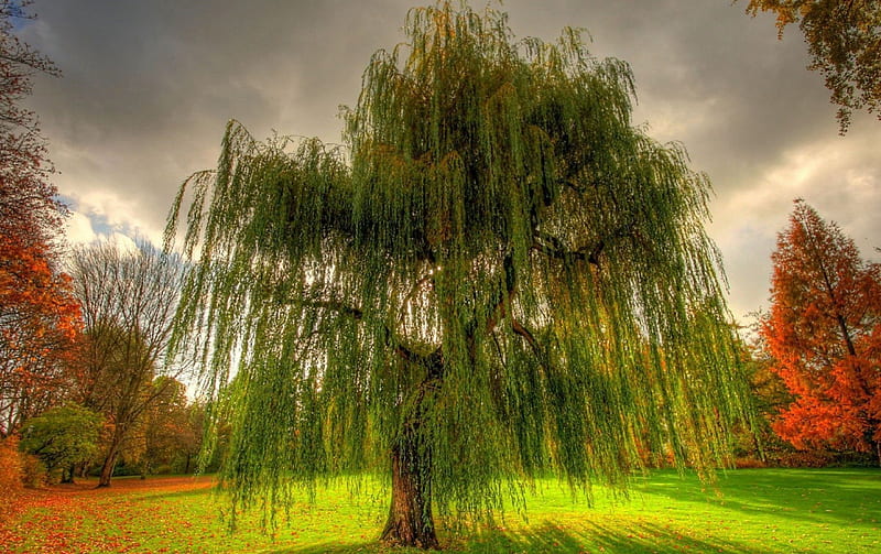 Beautiful but sad, Weeping Willow, grass, weeping willow, trees, sky, dark clouds, field, HD wallpaper