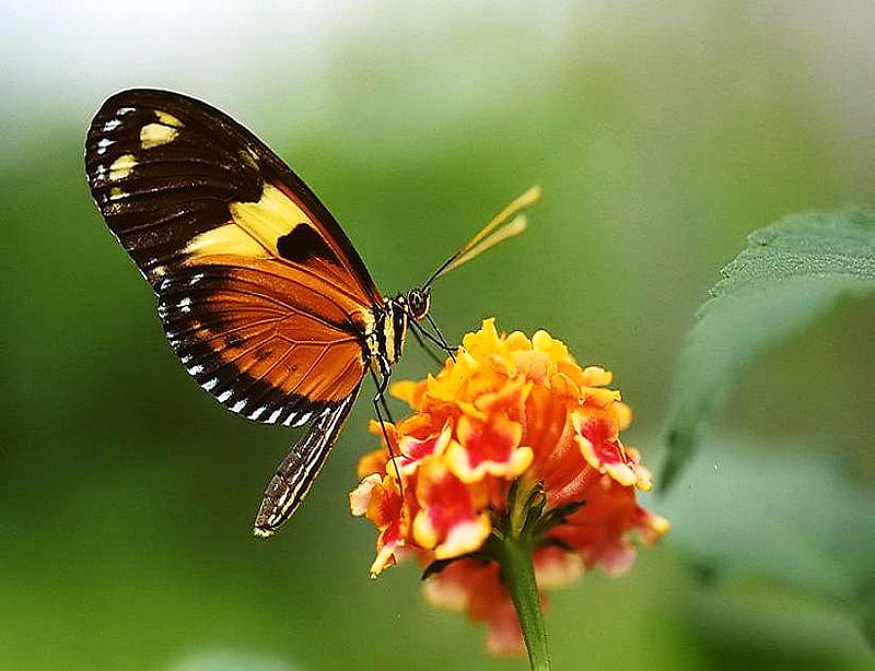 Beauty on orange flower, blossom, butterfly, orange, black, yellow, white, HD wallpaper