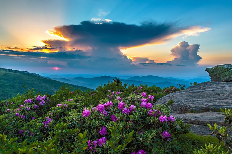 Spring in mountains, rhododendron, clouds, view, flowers, sky, beautiful, spring, mountain, rocks, HD wallpaper