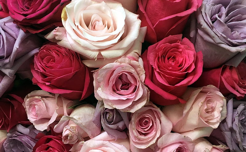 Roses, red, rose, texture, flower, skin, carpet, pink, trandafir, HD wallpaper