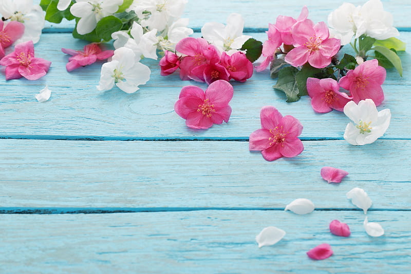 Happy Spring!, blossom, flower, spring, white, pink, wood, blue, card, HD wallpaper