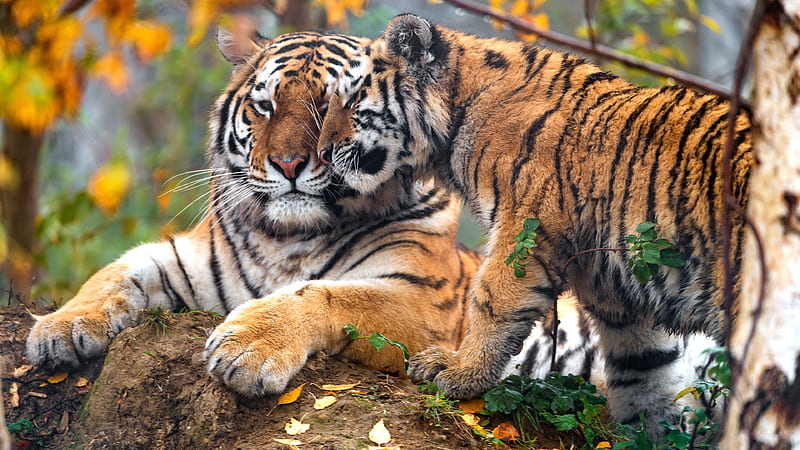 Tiger And Cub In Blur Green Yellow Autumn Fall Tree Branches Background Tiger, HD wallpaper