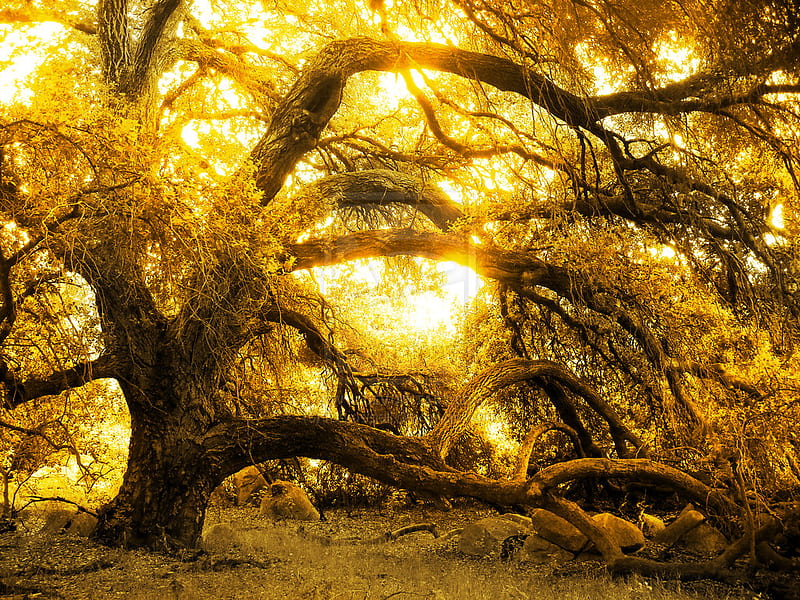 Golden Oak Tree, magical, tree, oak, golden, HD wallpaper