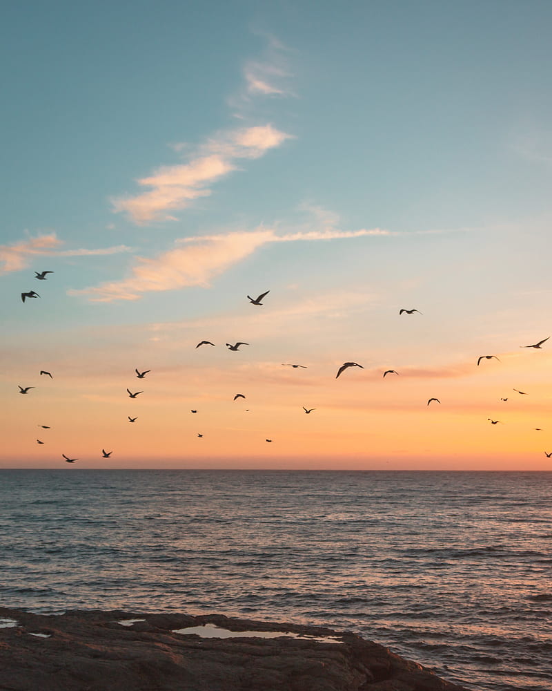 flock of birds flying over the sea, HD phone wallpaper