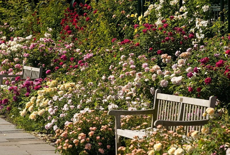 rose garden benches, garden, flowers, rose, benches, HD wallpaper