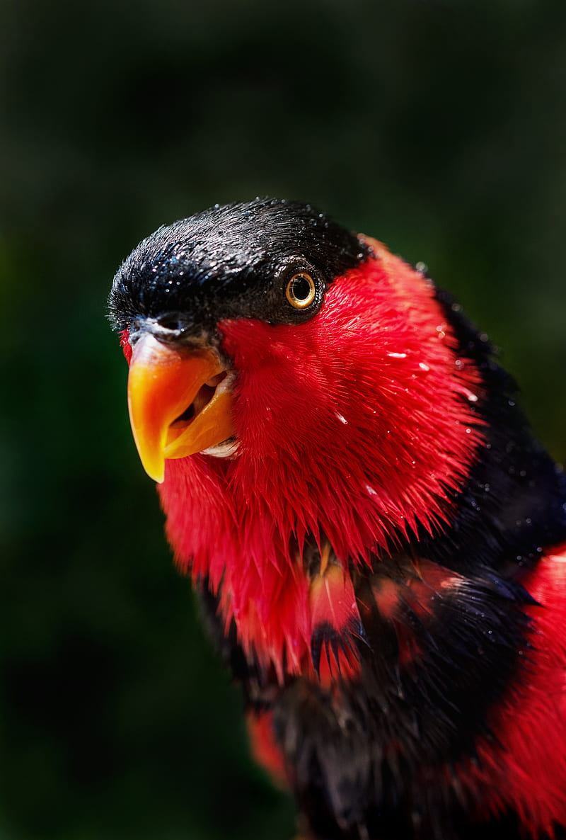 parrot, bird, color, red, HD phone wallpaper