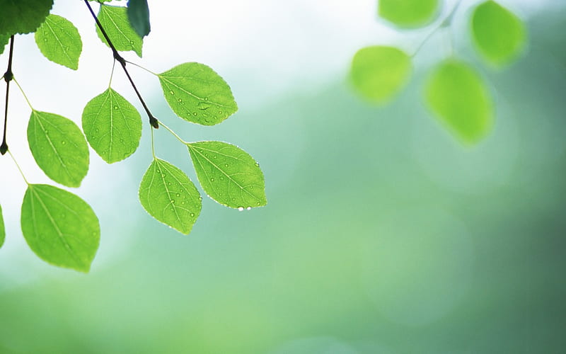10 Soft Focus Green Leaves -Ethereal Green Leaves, HD wallpaper