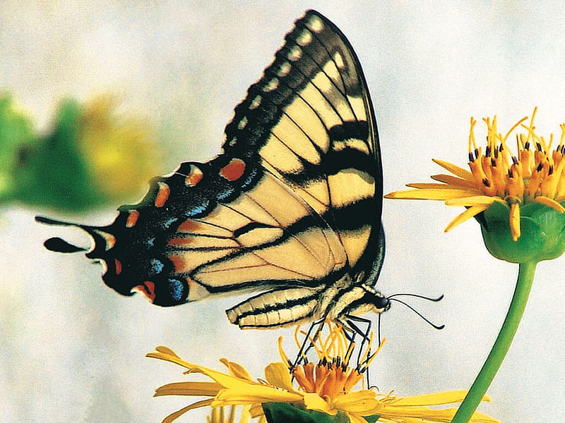 Yellow Swallowtail Butterfly swallowtail, cheri harris, harris, floral, animal, graphy, butterfly, wildlife, flower, HD wallpaper