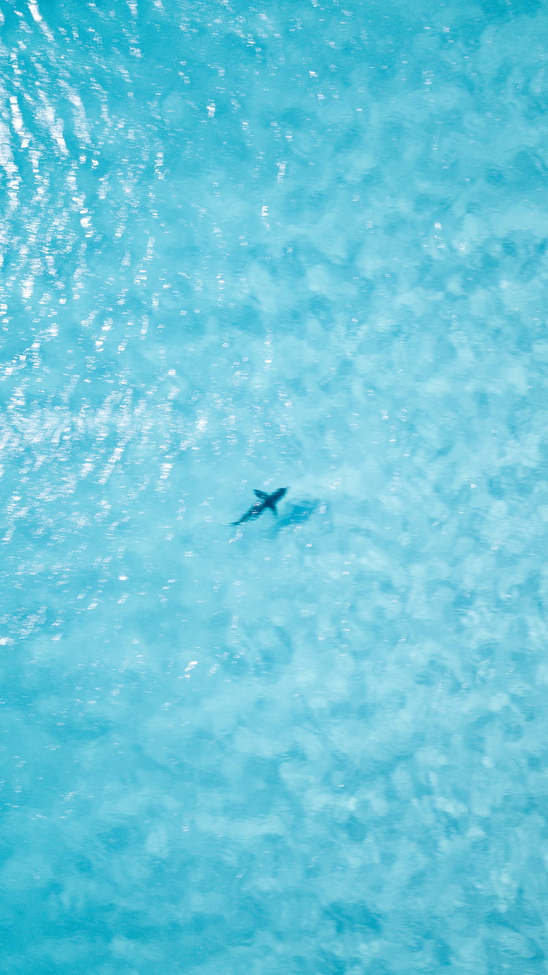 Shark, australia, dolphin, fish, great white, ocean, sealife, simple, water, HD phone wallpaper