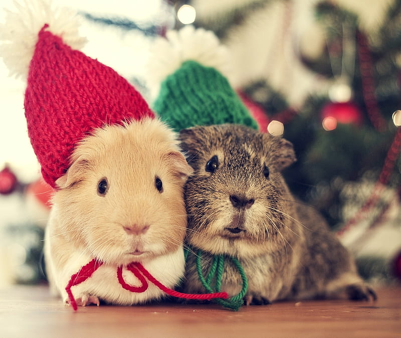 Guinea pigs, animals, christmas, holidays, sweet, HD wallpaper