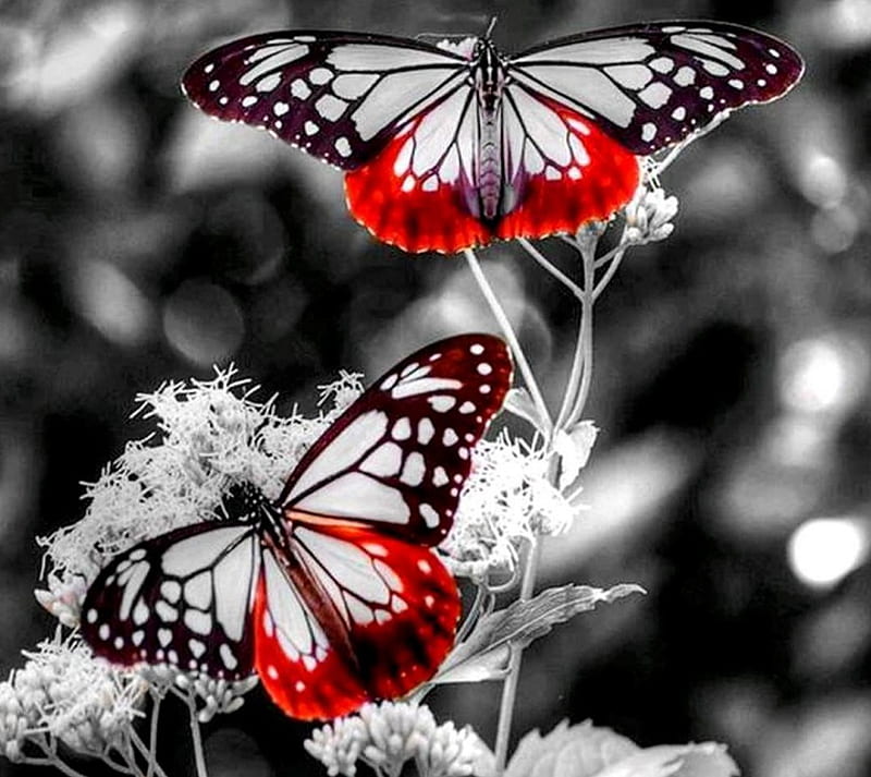 New Day, butterfly, red, HD wallpaper