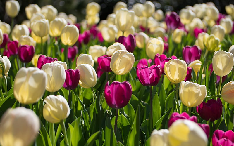 white tulips, spring, purple tulips, flower field, wildflowers, floral background, HD wallpaper