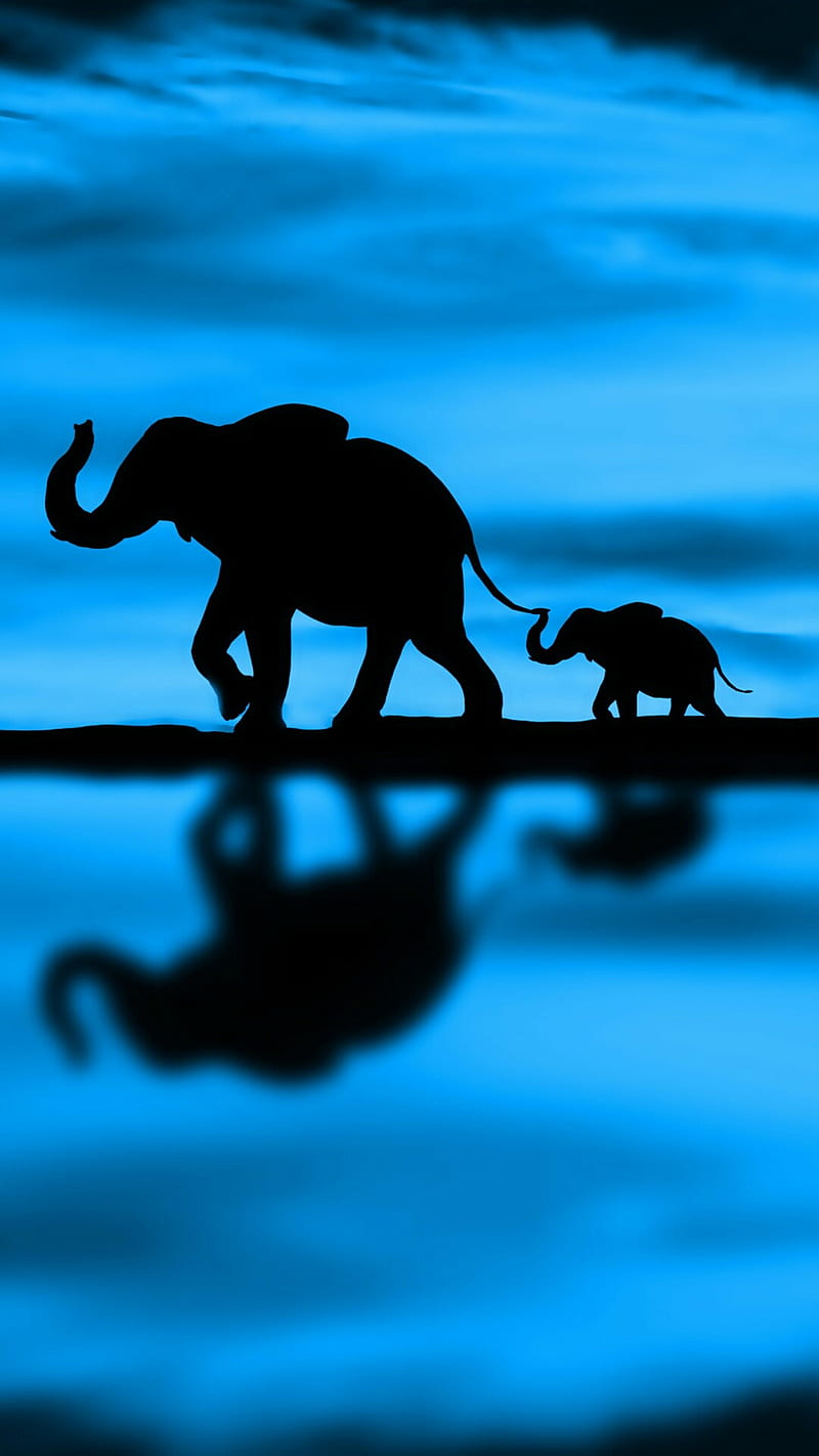 Elephant Wallpaper for iPhone 11 Pro Max X 8 7 6  Free Download on  3Wallpapers
