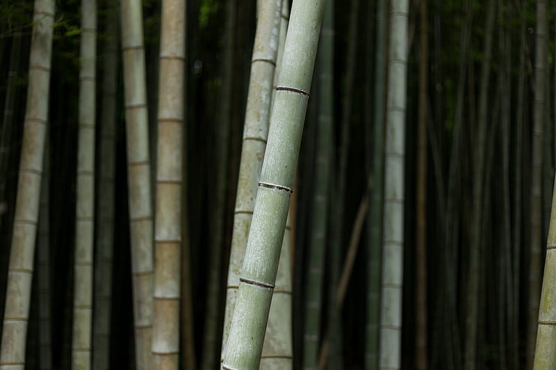 selective focus graphy of bamboo trees, HD wallpaper