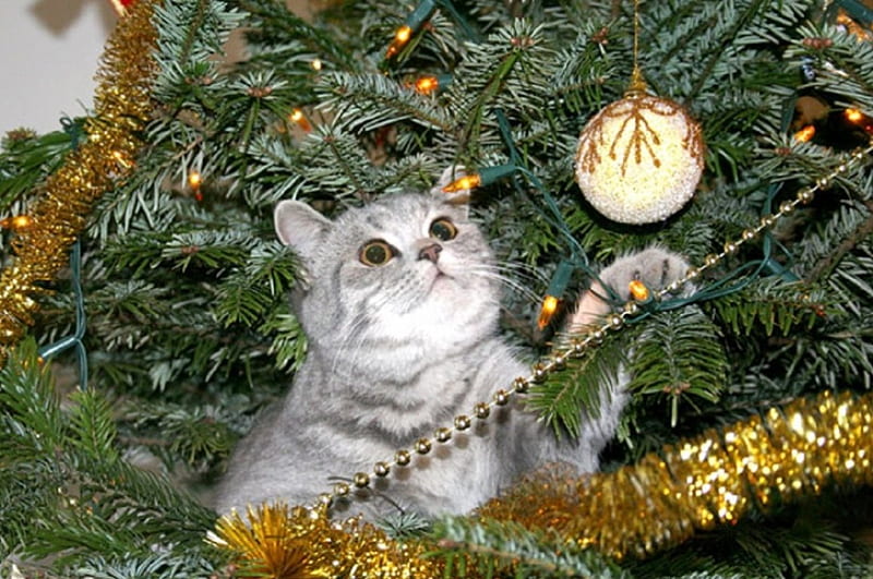 christmas tree cat profile picture