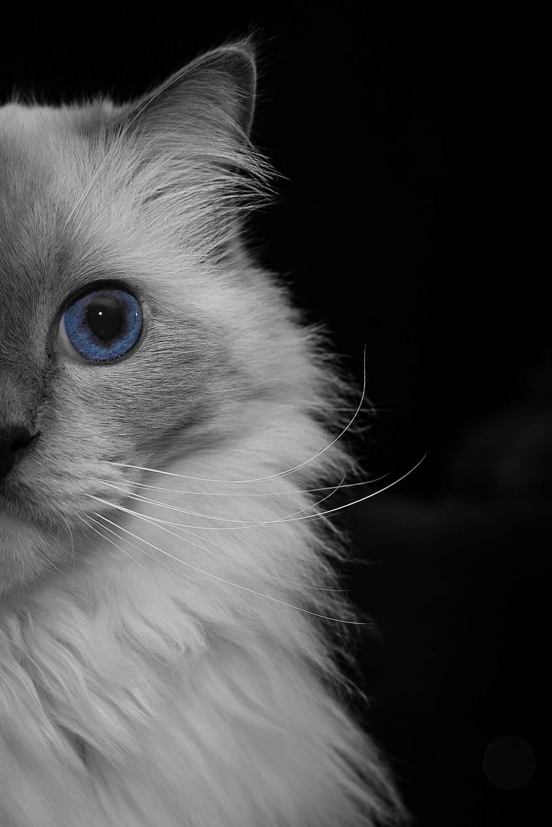 Blue eye ragdoll cat, gat, kitten, kittens, pet, pets, HD phone wallpaper