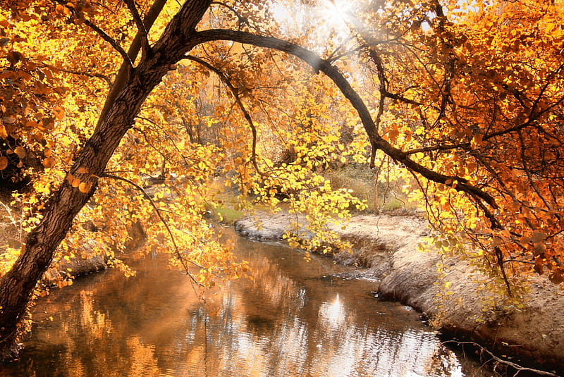 Autumn Forest Creek, autumn forest, creek, HD wallpaper