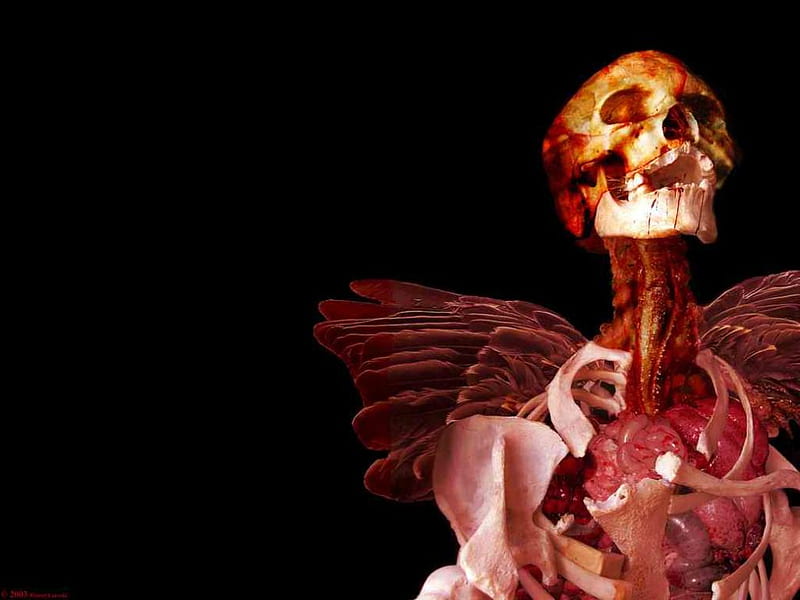 Skeletal Angel, skeleton, wings, angel, skull, rotting, HD wallpaper