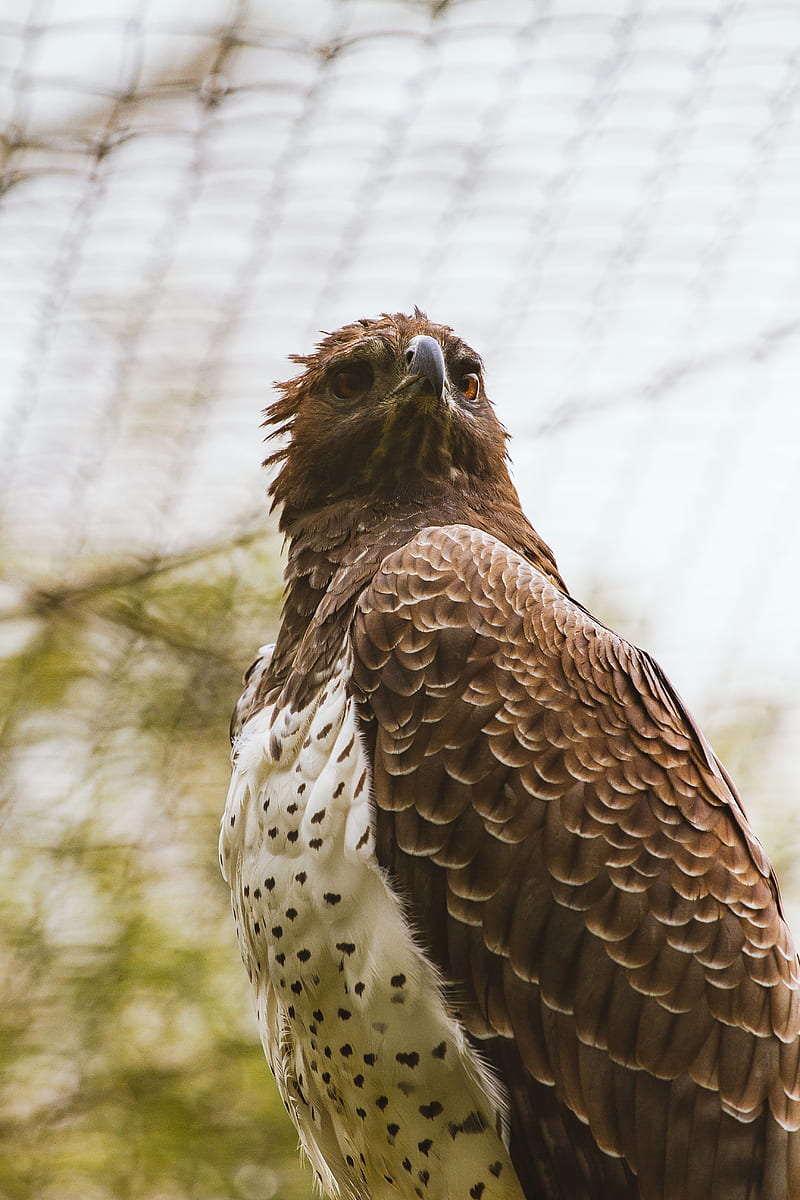 hawk, bird, predator, brown, HD phone wallpaper
