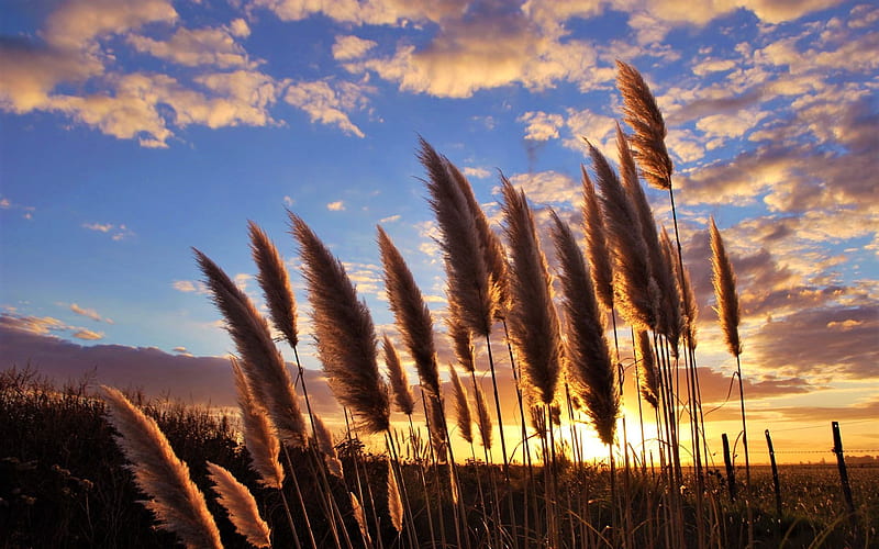 55999 Pampas Grass Images Stock Photos  Vectors  Shutterstock