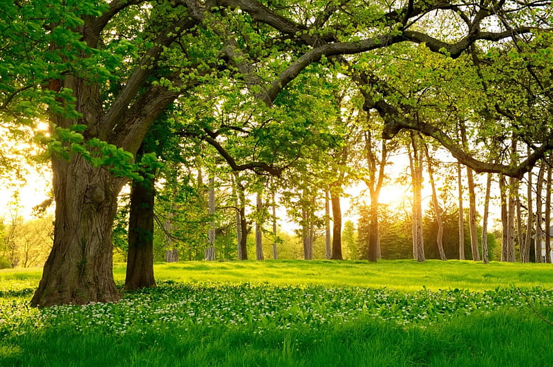 Spring forest, forest, grass, sunlight, greenery, sunny, spring, tree, leaves, wildflowers, sunrise, sunshine, branches, meadow, HD wallpaper