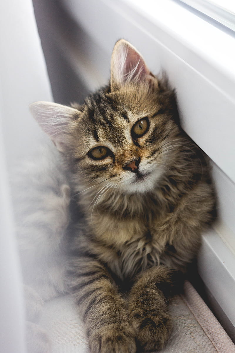 gray tabby kitten leaning on white wall, HD phone wallpaper