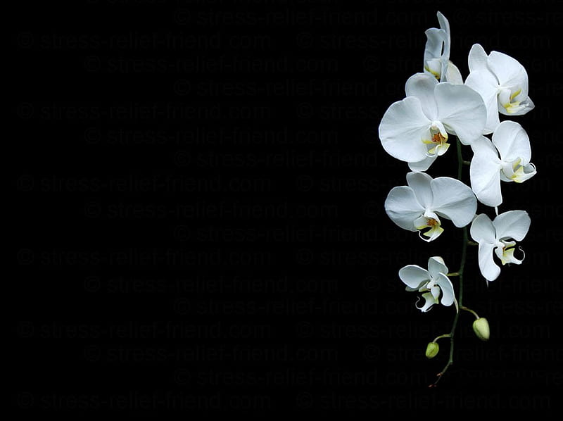 White orchid, black and white, flower, petal, orchid, HD wallpaper
