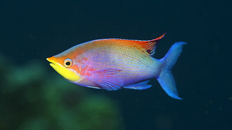rainbow fish-2012 animal Featured, HD wallpaper