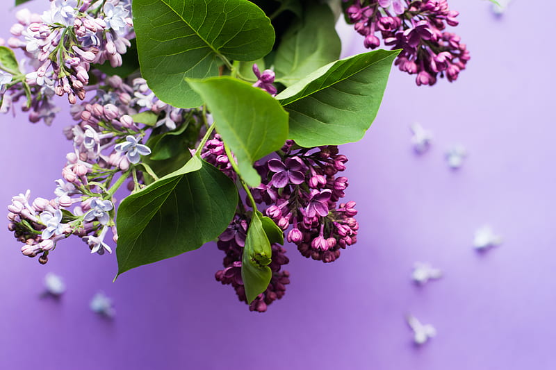 macro shot of purple flowers, HD wallpaper