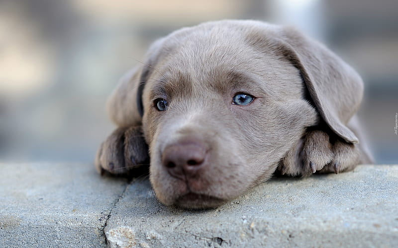 Weimaraner Dog, cute dog, puppy, pets, gray dog, muzzle, cute animals, dogs, Weimaraner, HD wallpaper