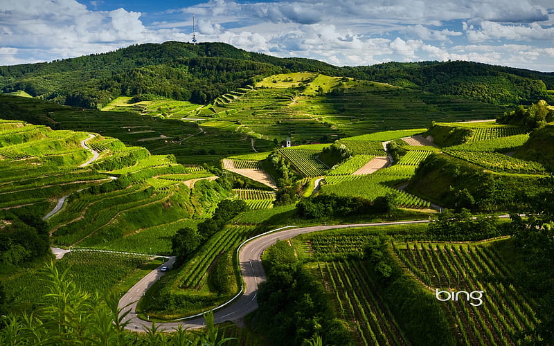 German vineyards-Bing, HD wallpaper