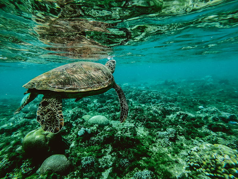 Turtle Underwater, turtle, reptile, animals, underwater, sea, HD wallpaper
