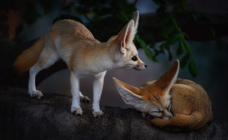 Animal, Fennec Fox, Wildlife, HD wallpaper
