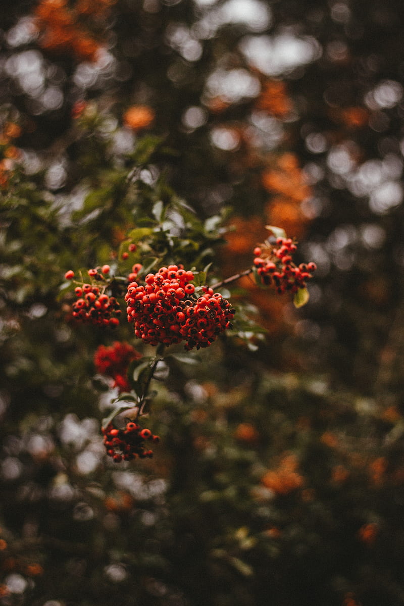 rowan, berries, branch, macro, HD phone wallpaper