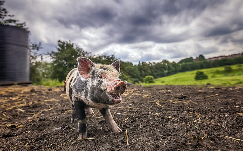 little piggy, cute animals, farm, pigs, HD wallpaper