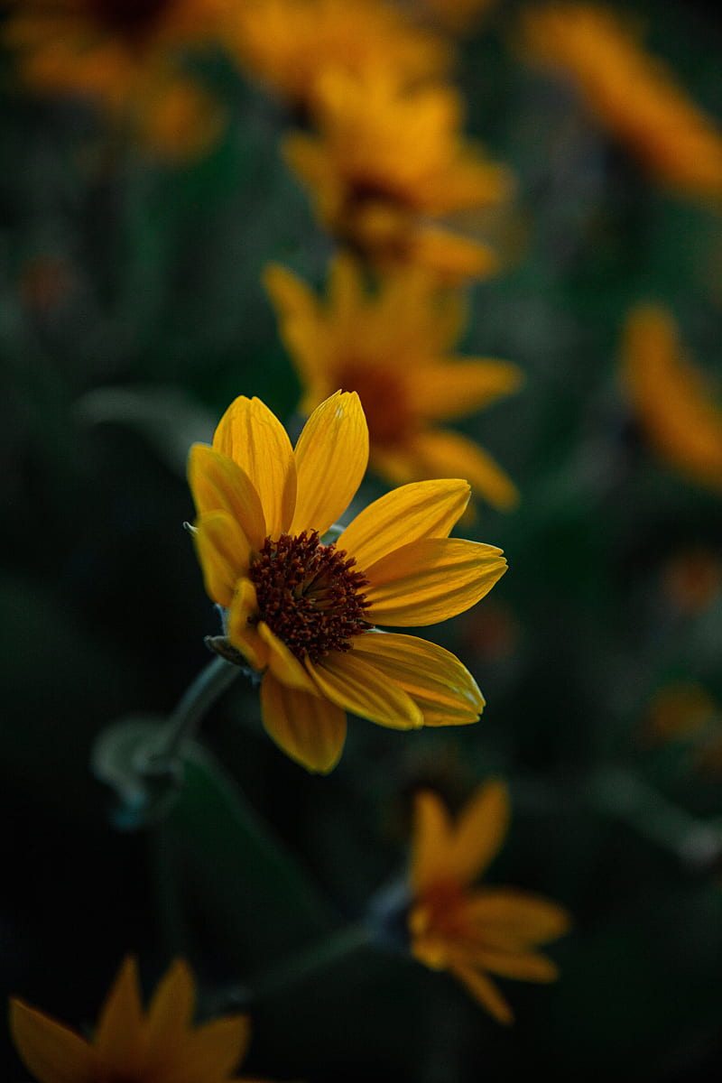 flower, yellow, bloom, plant, closeup, HD phone wallpaper