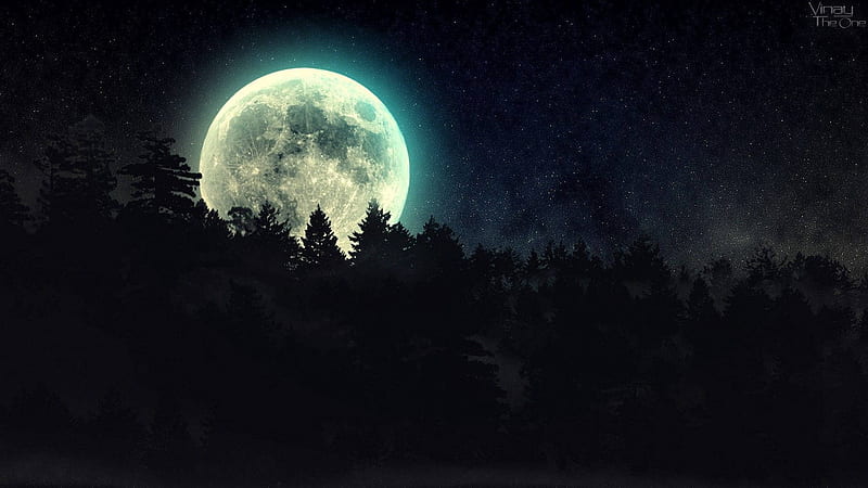 Full Moon Dark Forest, Beautiful Night Forest, HD wallpaper