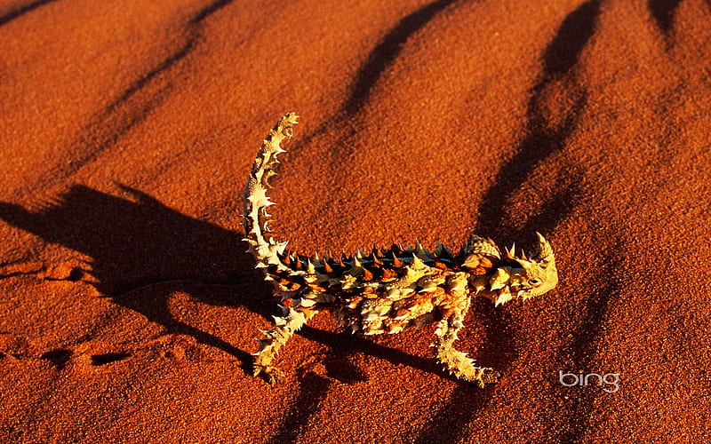 Walking through the red desert devil Horned Lizard, HD wallpaper