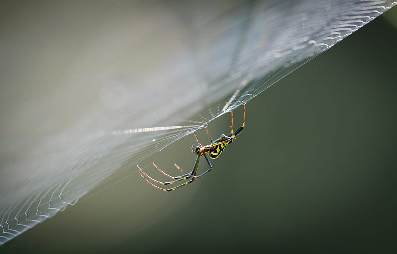 Spiders, Spider, Macro, Arachnid, Spider Web, HD wallpaper