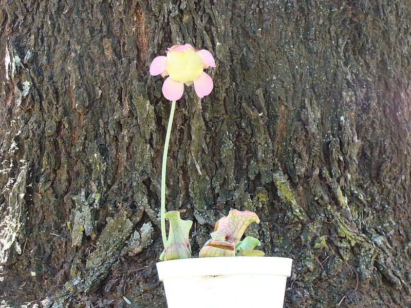 Saracaenia flower, saracaenia, pink flower, unusual structures, cruel beauty, HD wallpaper