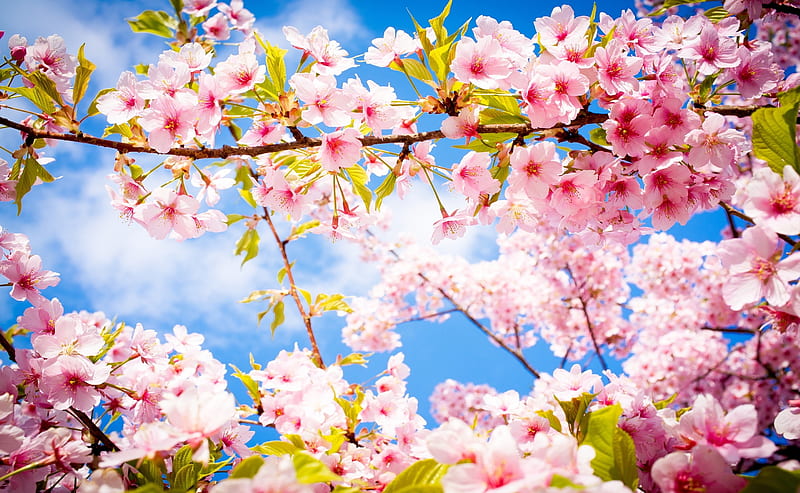 Springtime Ultra, Seasons, Spring, bonito, Pink, Trees, Season, Branches, Blossom, harmony, bluesky, HD wallpaper