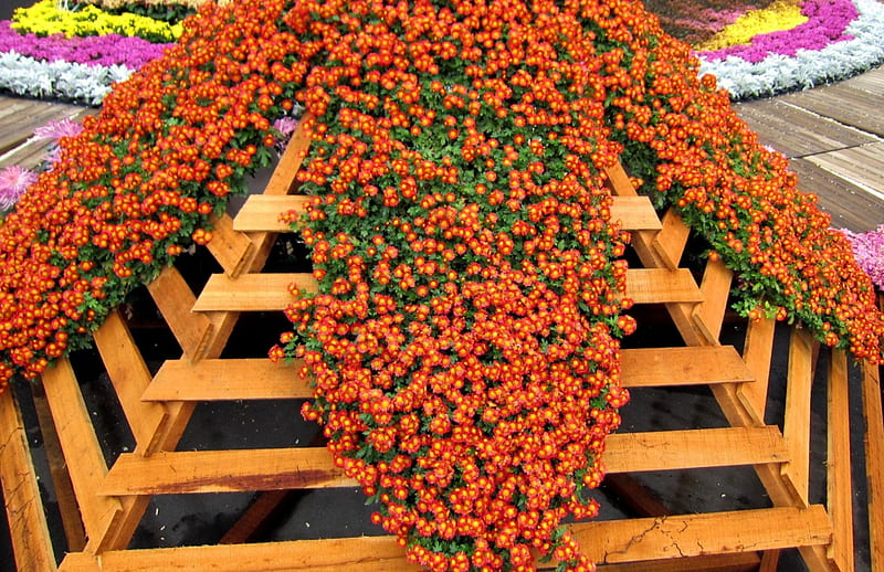 Lovely Chrysanthemum, garden, lovely, orange color, chrysanthemum, HD wallpaper
