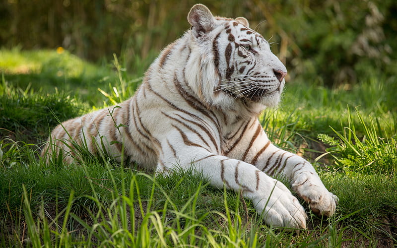 Bengal tiger white tiger, predators, wildlife, HD wallpaper