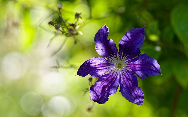 Clematis, purple, flower, green, nature, HD wallpaper