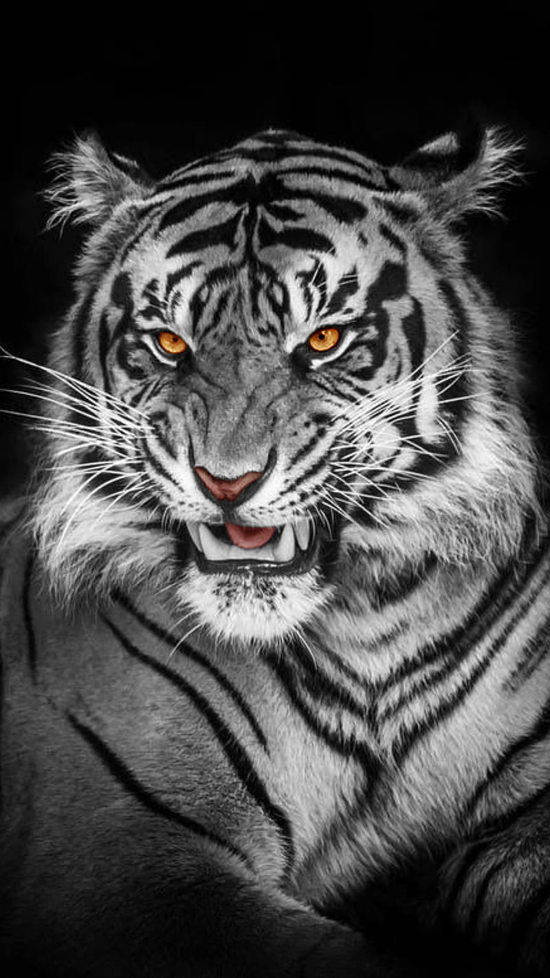 Tiger, animal, black and white, face, wild, HD phone wallpaper | Peakpx